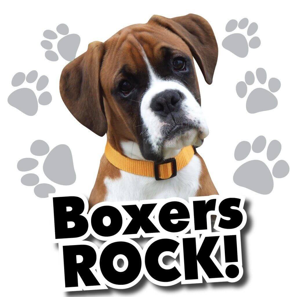 Boxers Rock! White T-Shirt - FREE SHIPPING